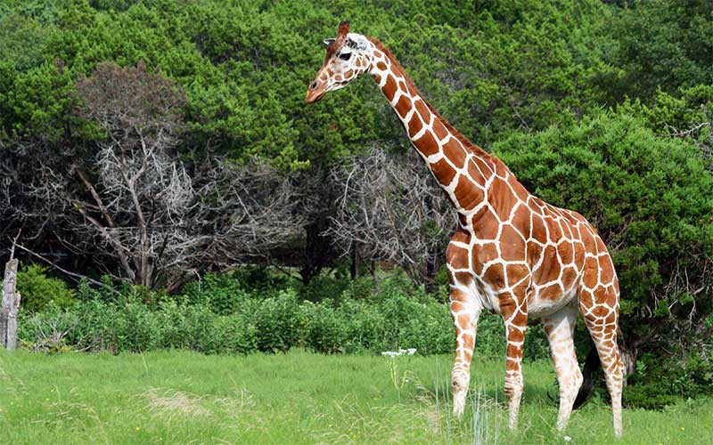 Giraffe